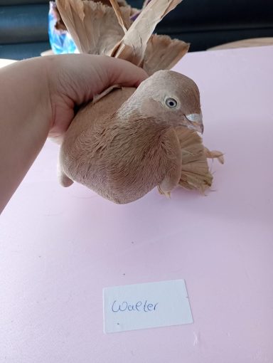 Walter