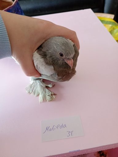 Matilda