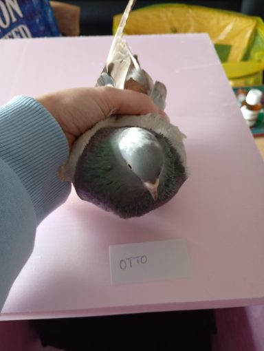 Otto