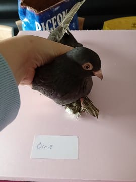 Örnie