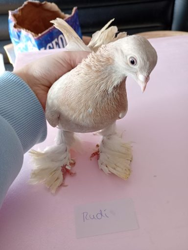 Rudi.