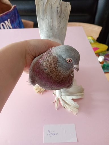 Björn