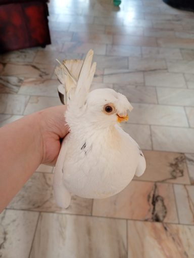 Feivel